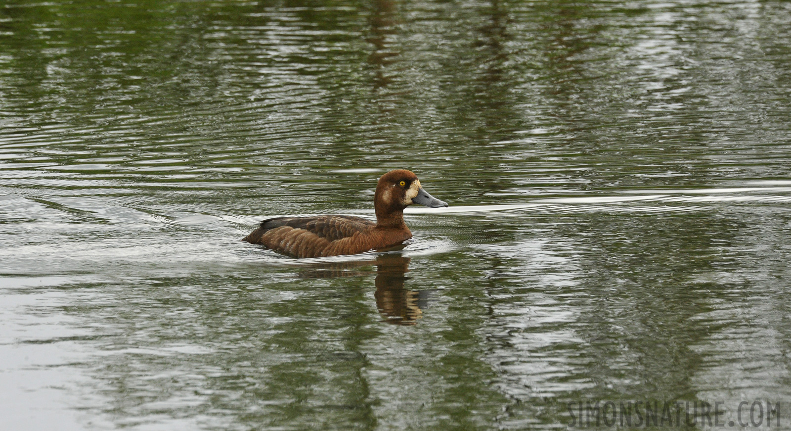 Aythya marila [550 mm, 1/500 sec at f / 14, ISO 1600]